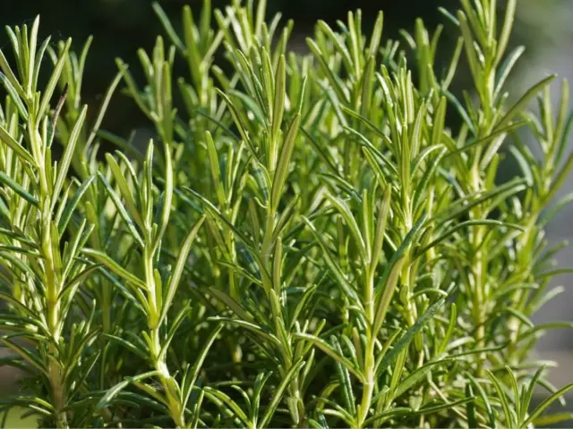 Rosemary Seeds Grow Your Own Herbs Simply Garden