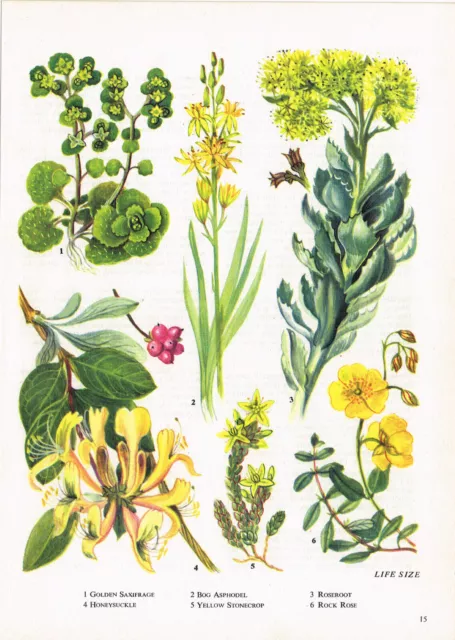 Saxifrage Asphodel Roseroot Honeysuckle Rose Flower Plant Print 1962 TOBOWF#15