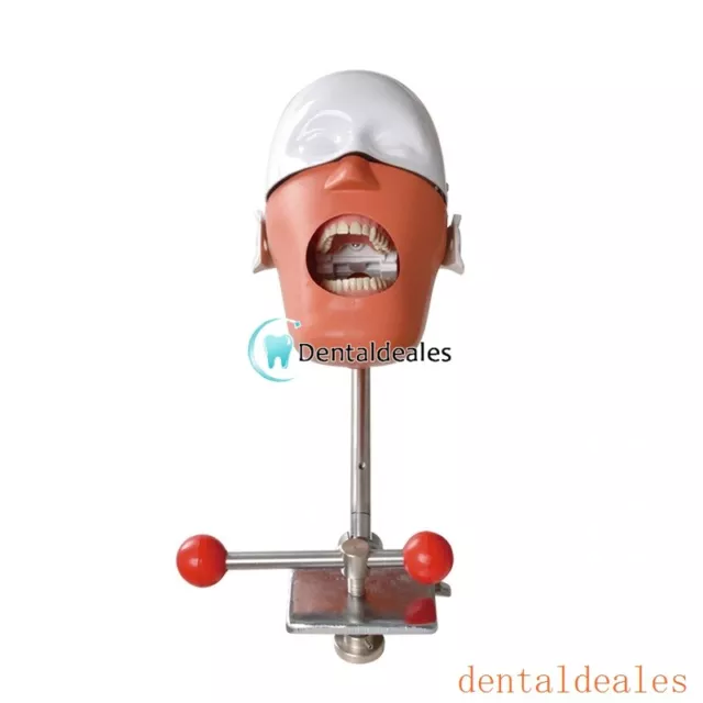 Modelo de cabeza fantasma dental simulador Entrenamiento de cabeza fantasma