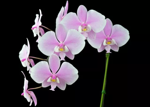 Orchid Species Phalaenopsis schilleriana Fragrant Bloom Size