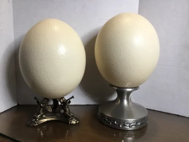 2 cáscaras grandes de huevo de avestruz limpias sopladas para coleccionista artesanal hueca de 17,5"" circo.