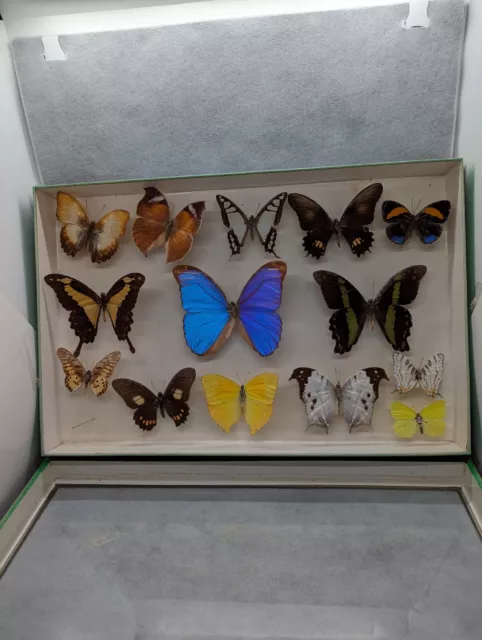 Sous-verre entomologie cabinet de curiosité