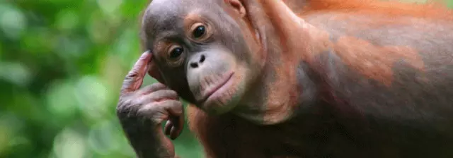 3D / Lentikular - Wackel-Lesezeichen: Frecher Orang Utan - naughty Orang Utan