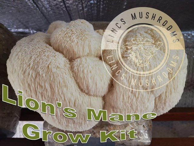 Hawlik Pilzbrut – Lion's Mane/Hericium Erinaceus BIO – Zuchtset Für Zuhause, 2-2,5 Kg