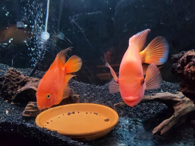 Rose Queen cichlid .5" - 1" size 3 pack fresh water live tropical fish