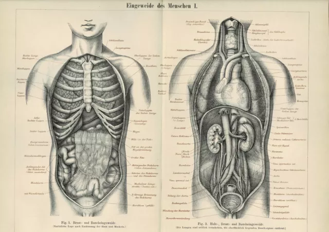 Tafel ANATOMIE: EINGEWEIDE DES MENSCHEN / BRUST / BAUCH, Original-Graphik 1886