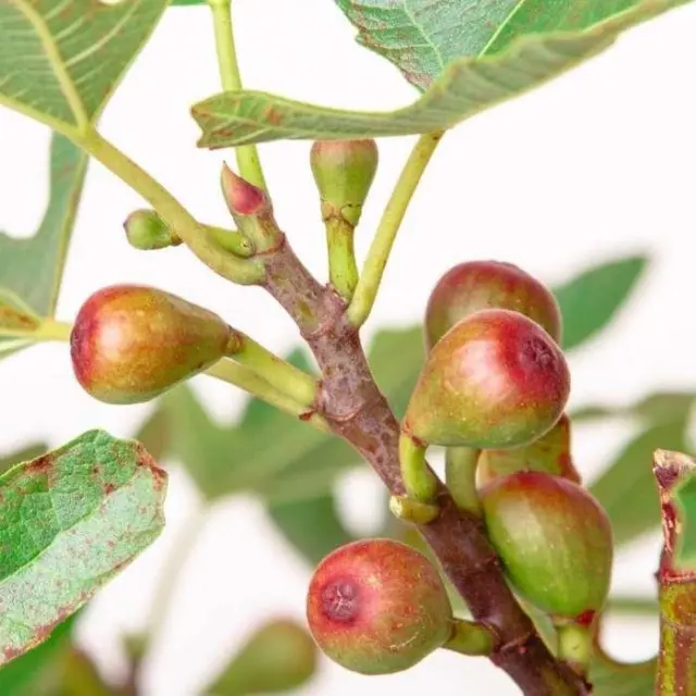 Fig Tree Ficus Carica 'Little Miss Figgy' in 9cm Pot