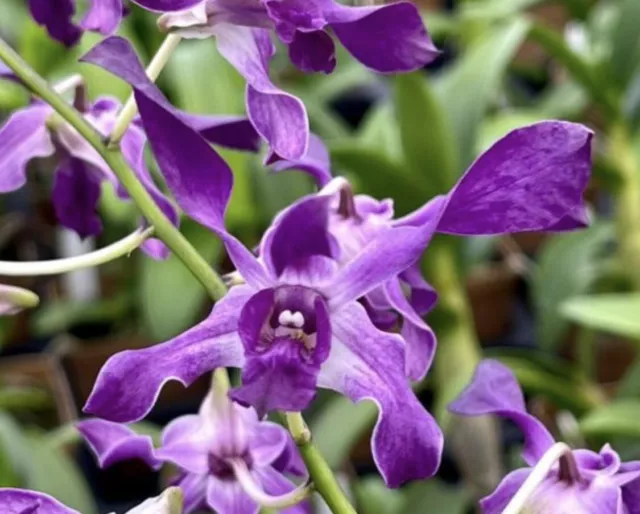 Dendrobium Somkiat Blue Twisted Petals Antelope In Spike