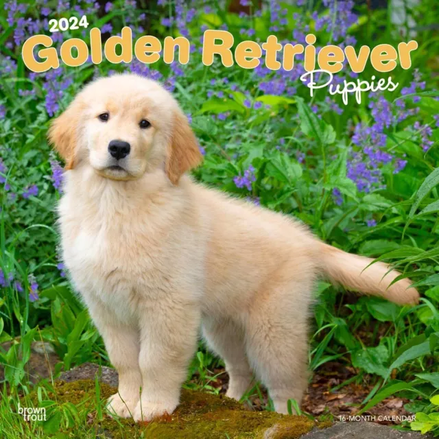 Golden Retriever Puppies | 2024 12x24" Monthly Square Wall Calendar