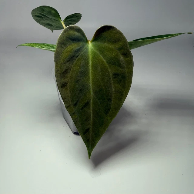 アンスリウム （AOS x Antolakii） x Portillae Anthurium (Ace of spades x Antolakii) x (Portillae NSE x