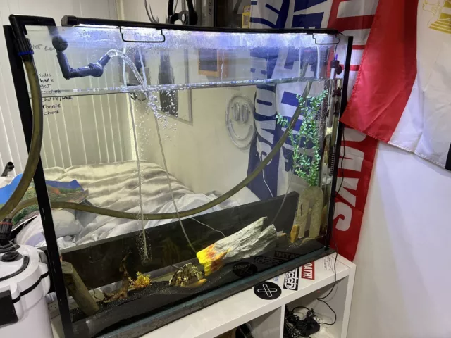 Large Wall fish tank