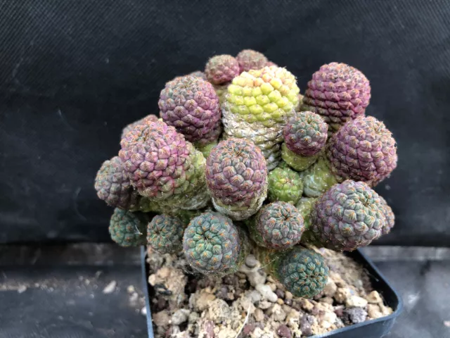 Sulcorebutia Papsopayana Vivaio Il Giardino Di Maya Cactus 13