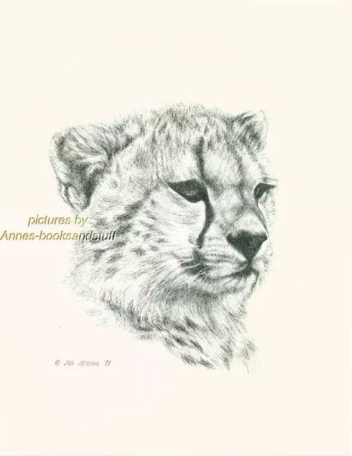 # 106 CHEETAH * wildlife  art print * pen & ink drawing by Jan Jellins