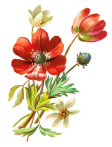 Vintage Image Orange Poppy Flowers Furniture Transfers Waterslide Decals FL539