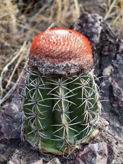 100 Melocactus Bellavistensis Seeds