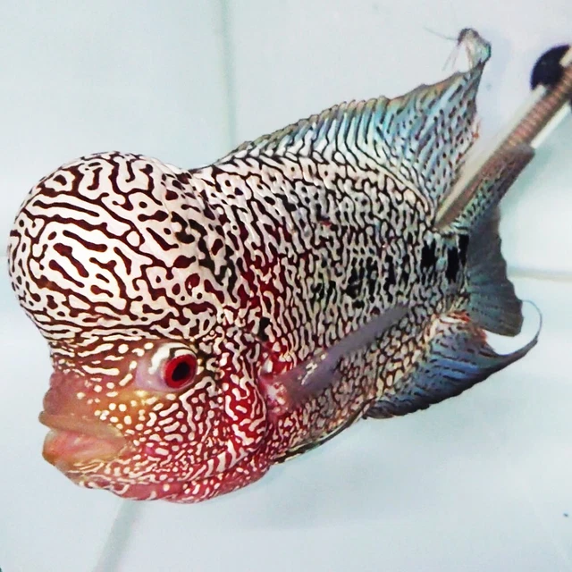 Kamalau Flowerhorn Fish KML Flower Horn Full Pearl Body Big Size Aquarium Fish