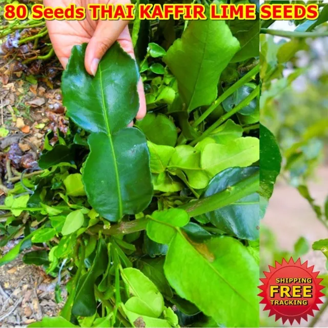 A8 THAI KAFFIR LIME SEEDS Fragrant Organic Source Free Delivery Food 80 Seeds