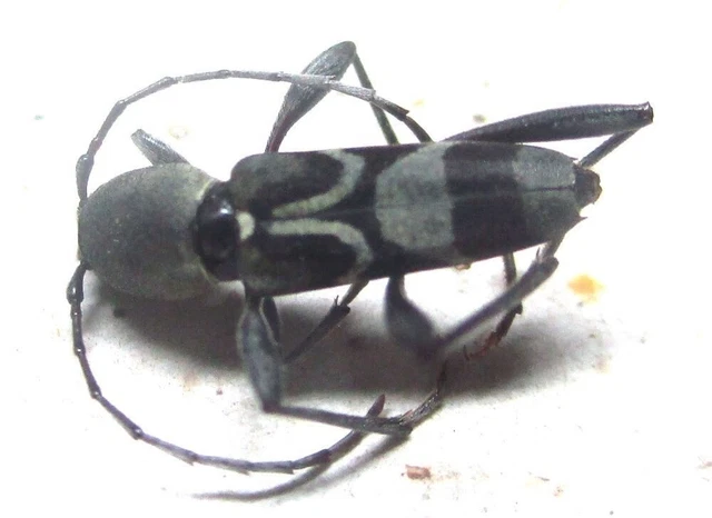 O009 PA : Cerambycidae: Demonax species? 10mm*******************************