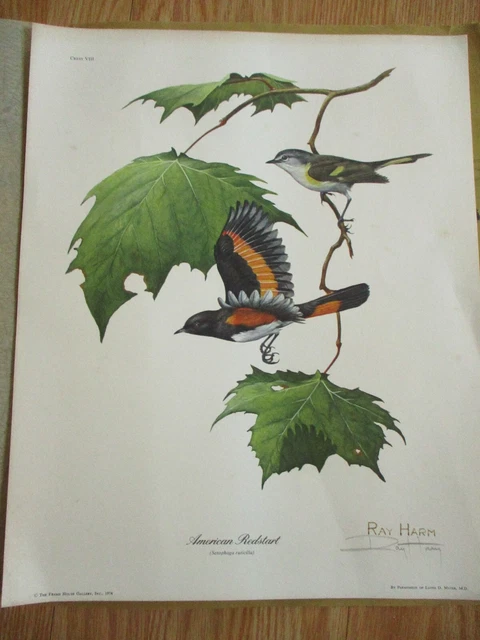 Vintage Ray Harm Bird Print American Redstart 1974 Vintage Ray Harm Bird Print American Redstart 1974