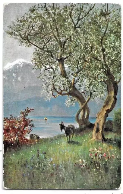 CARTOLINA LAGO DI GARDA ,VECCHI OLIVI VICINO A MADERNO viaggiata 1908