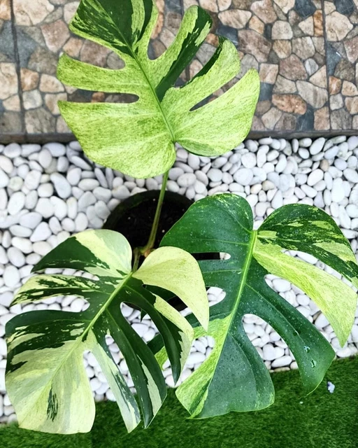 Monstera Deli Borsi Cebublue haft Mint クリアランスアウトレット