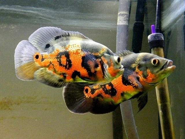 3X  Red Tiger Oscar (1.5-2") Live Fish