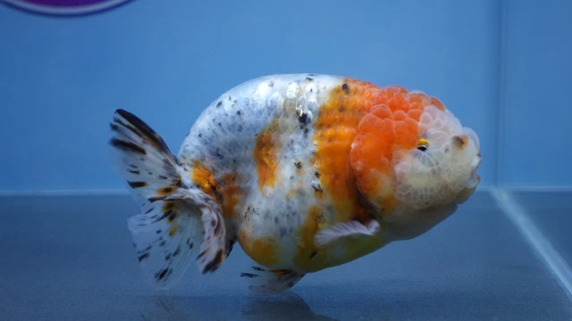 Live Fancy Goldfish Calico Ranchu Female