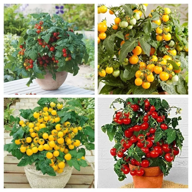 BUNTE ZWERGE TOMATE PAKET - DWARF TOMATO BALKON - aus 4 Sorten 20+ Samen  V 129