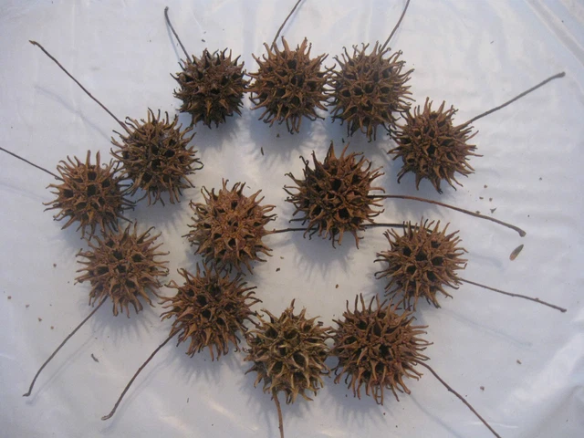 Bolas De Goma Dulce Texas Con Tallos (Docena De Panaderos - 13) ***Envío Gratuito***
