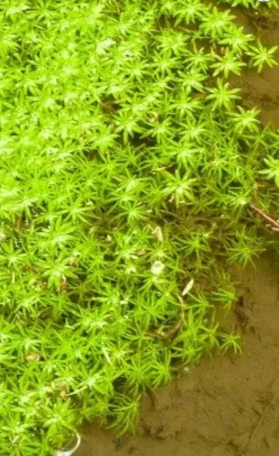 ⭐⭐Aquarium or  Pond Starwort Oxygenating  Fish Tank  Live Water Plant Weed ⭐⭐