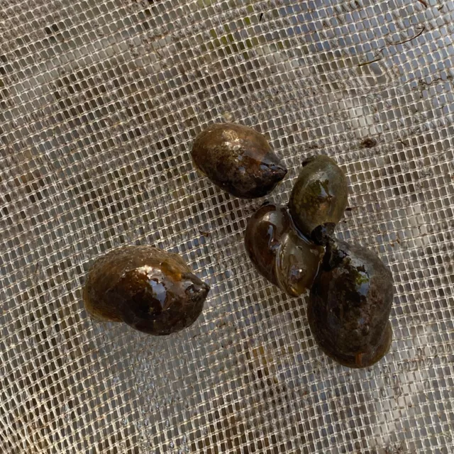 10x Wandering Pond Snails (Reduce Algae) Mix Size