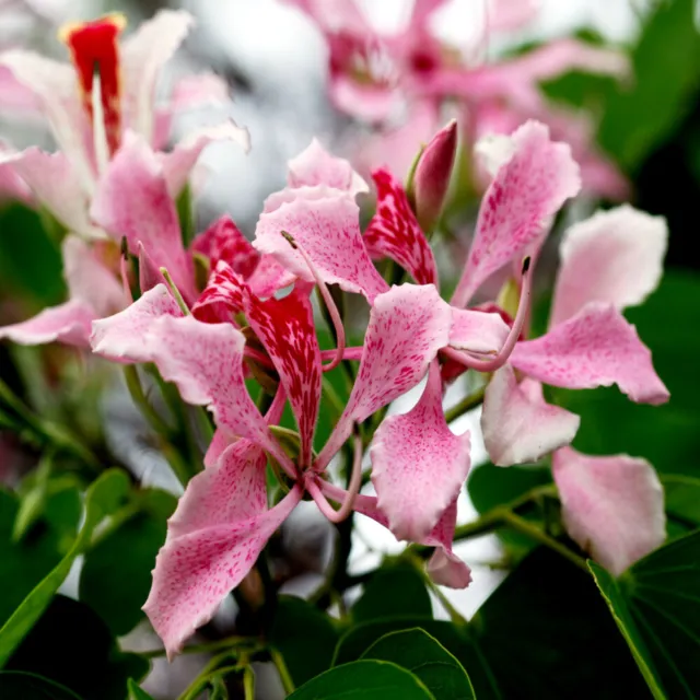 Pink Orchid Tree Seeds (Bauhinia monandra) Tropical Butterfly Flower Plant RARE!