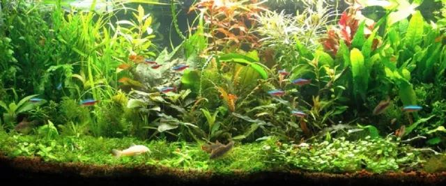 Promoción Lote de 60 Plantas Acuario 9 Variedades con Raíz y Ejes + 2 Cladofora