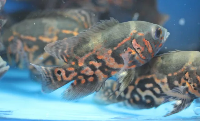 Live Tiger Oscar Cichlid for fish tank aquarium