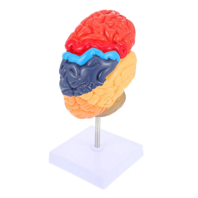 MEDICAL BRAIN MODEL Lifelike Anatomy Practical Anatomical Teaching £45. ...