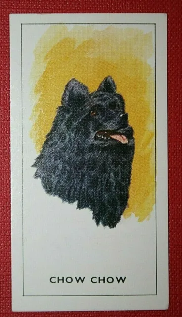 CHOW CHOW   Vintage Early 1960's Portrait Card  BD26