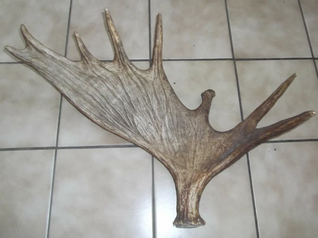 Decorativo Schweden-Elchgeweih,Pala,Cornamentas,Trofeo de Caza #9332