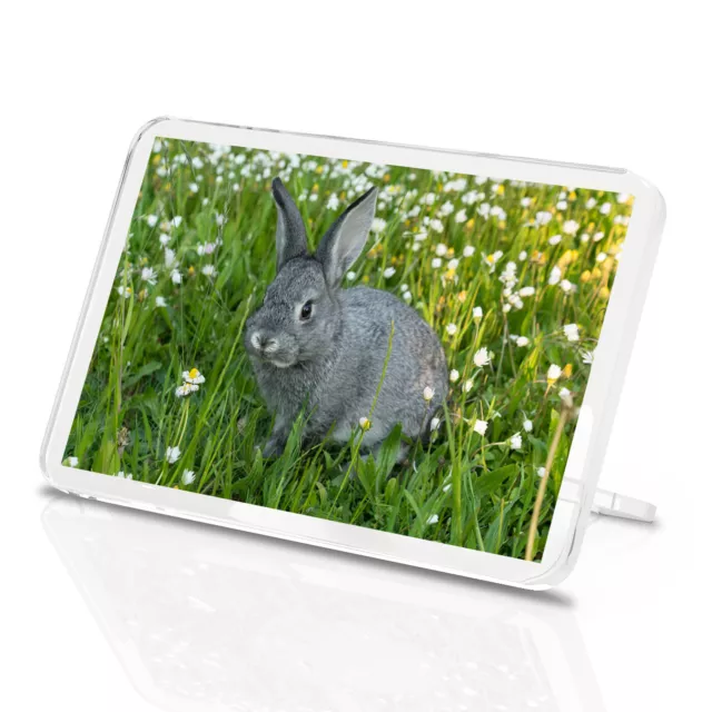 Adorable Grey Bunny Rabbit Classic Fridge Magnet - Garden Animal Cute Gift #8776