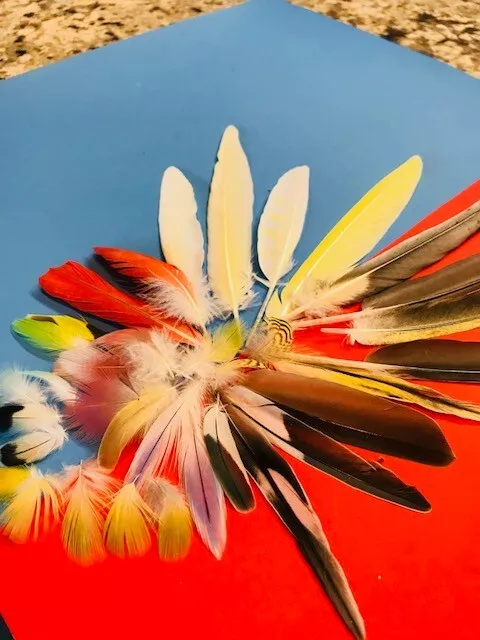50 natural,unique and vaired feathers for $15.99