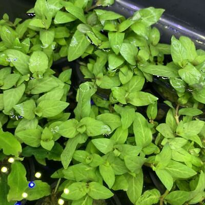 Staurogyne Repens - BUY3GET1FREE - Live Foreground Plant