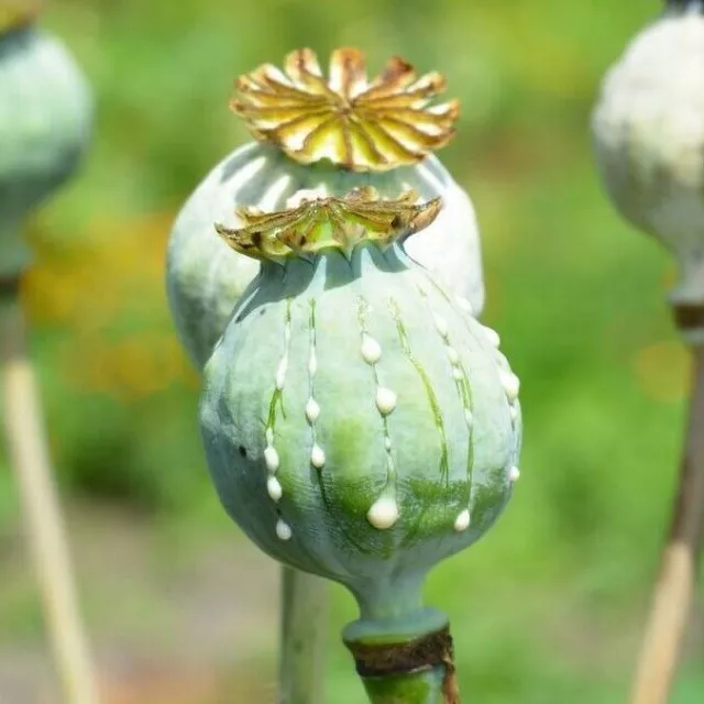 Afghan Blu  -  2.500 poppy seeds  -  1 gram -  Blue Papaver Somniferum