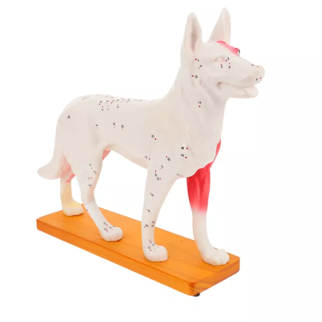 Herramientas de enseñanza anatómica para estudiantes modelo de punto de acupuntura para perros