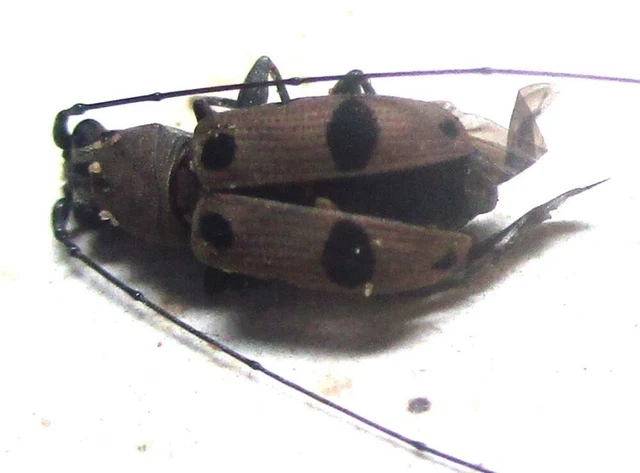 O010 PA : Anthribidae species? male 7mm**********************************