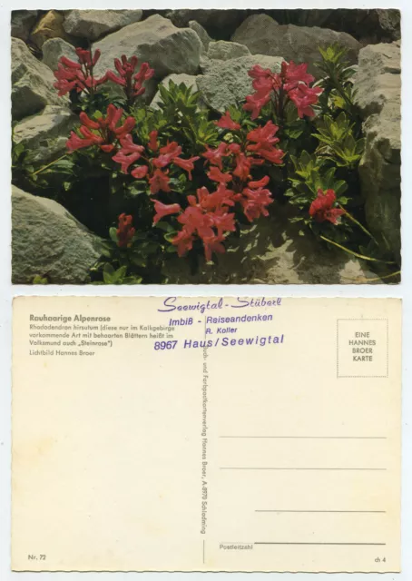 66201 - Rauhaarige Alpenrose - Rhododendron hirsutum - alte Ansichtskarte