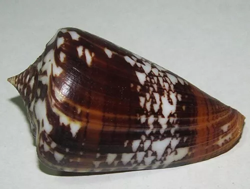 68 mm SUPER DARK Conus Amadis Cone Seashell Racha Island, Phuket Thailand #A2