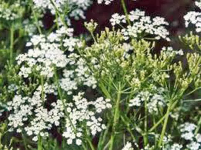 Caraway, Herb 100+ Seeds  Can Use Seeds, Plant And Roots On This Herb