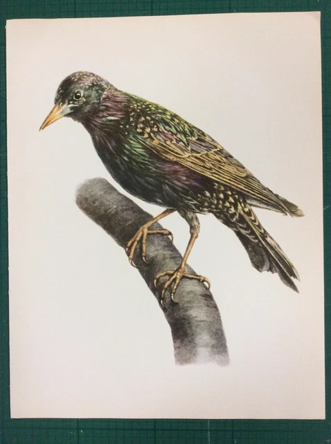Vintage Book Plate Print The Starling