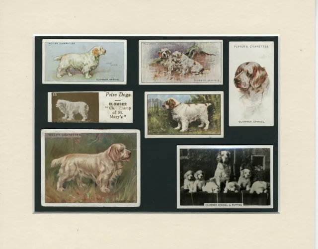 Clumber Spaniel Original Old Dog Collectable Cards Ready Mounted Great Gift