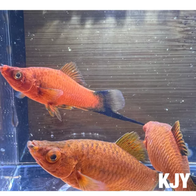 Red Velvet Wag Swordtail Trio (Two Females and One Male)