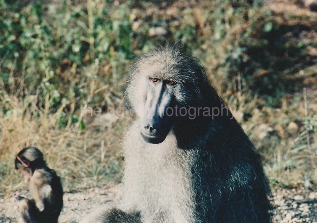 FOUND PHOTOGRAPH Color FREE SHIPPING Original Snapshot VINTAGE 811 19 O